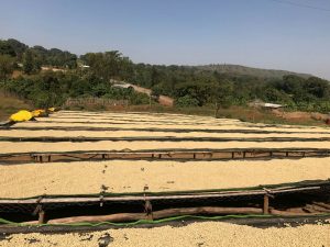 wuri drying beds for coffee beans