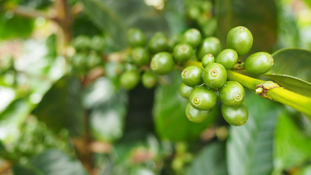 green wuri coffee cherries