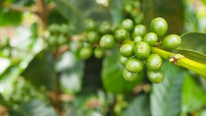 green wuri coffee cherries