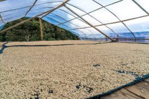 lima coffee bean drying