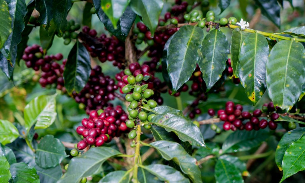 Lima Coffee Plant With Unripe and Ripe Cherries