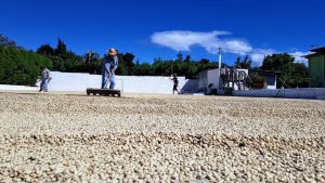 zapote coffee drying