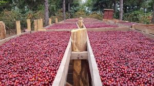 zapote coffee aging
