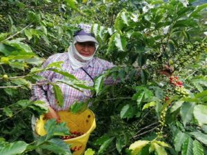 timana harvesting coffee