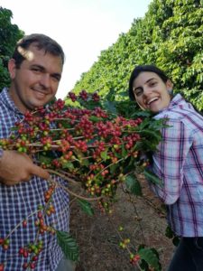two people gathering coffee cherries in Brazil