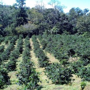 montanesa coffee field and forest
