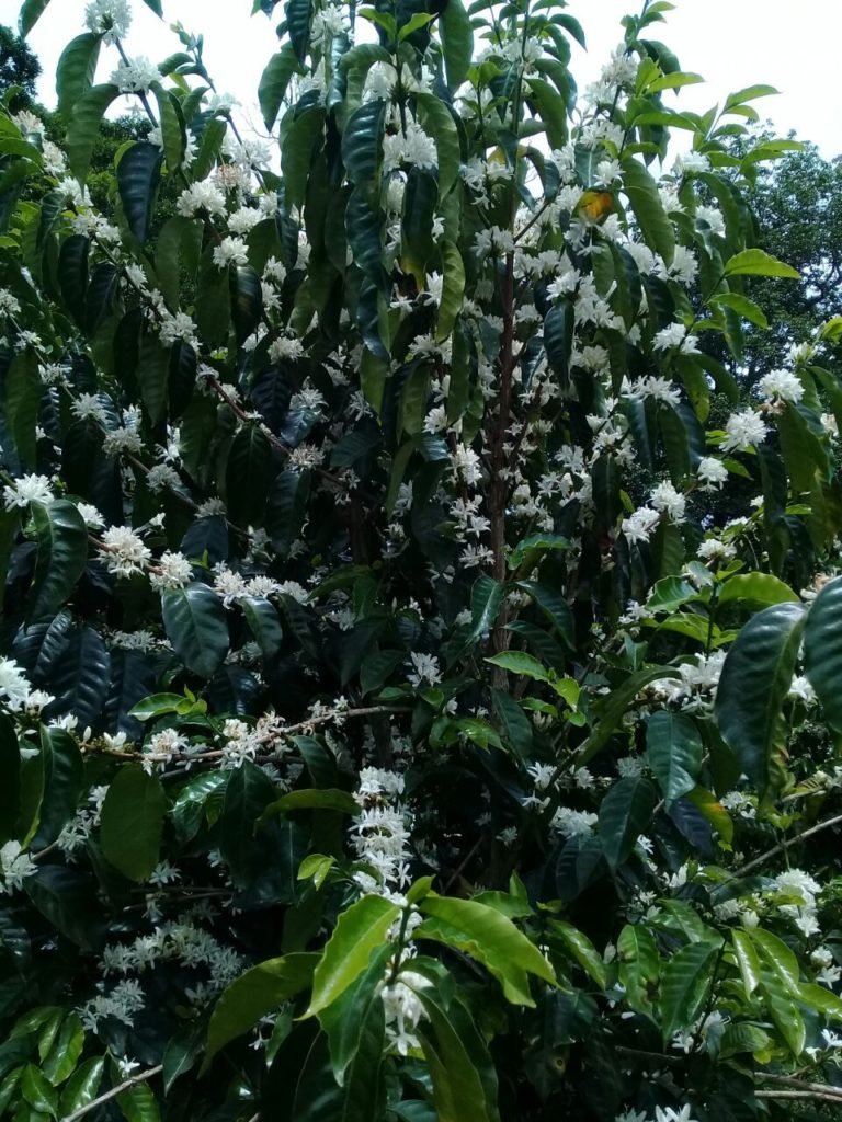 montanesa coffee plant