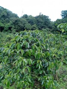 montanesa coffee tree
