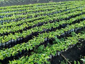 montanesa coffee plantings