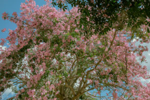 sao bernardo tree in bloom