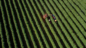 sao bernardo tractor in a coffee field