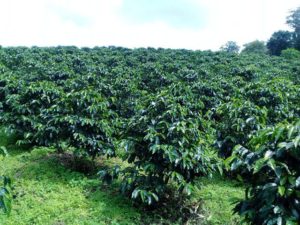 montanesa coffee field