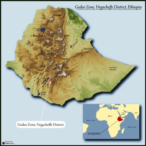 gedeo, yirgacheffe, ethiopia