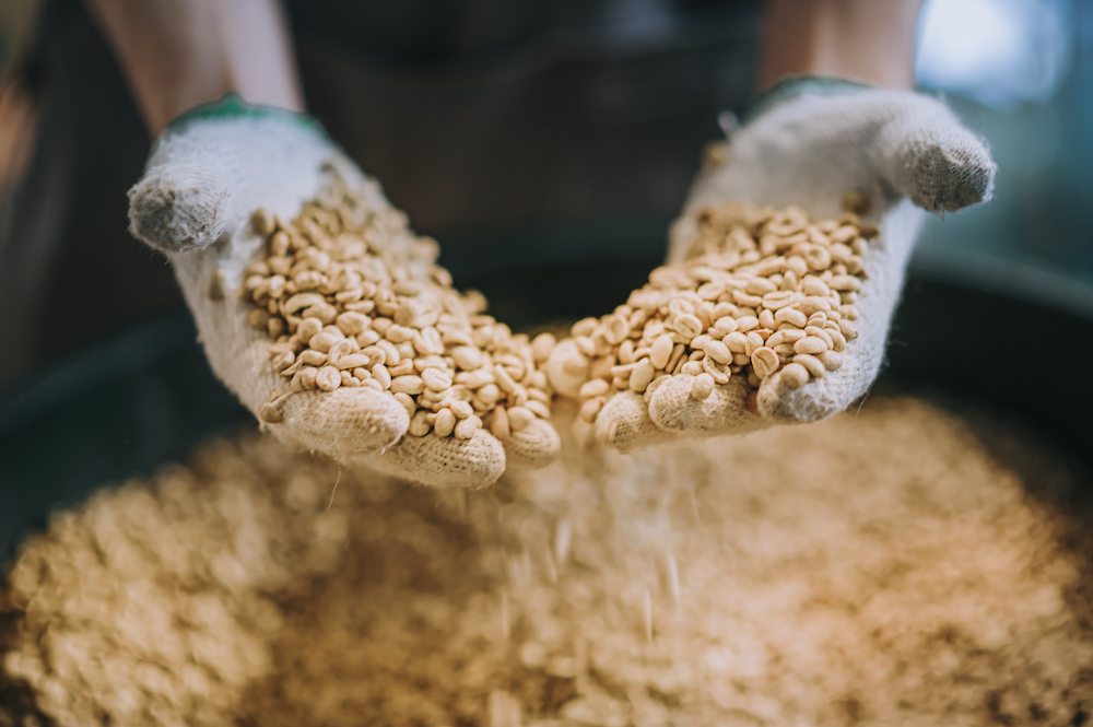 close up Senior man pair of hand holding handful of raw coffee bean from bucket