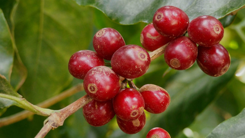 rukira coffee cherries