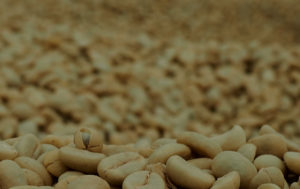 aguazul coffee beans