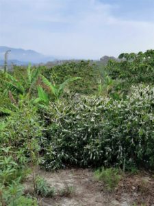 finca el pinal coffee plants