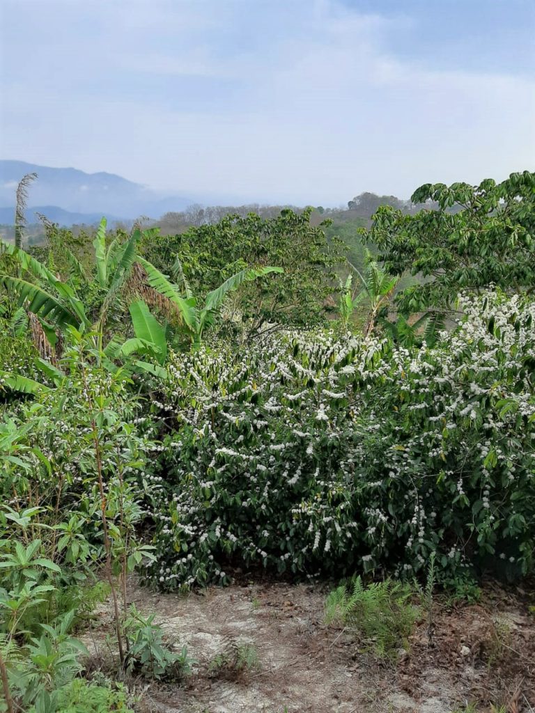 finca el pinal coffee plants