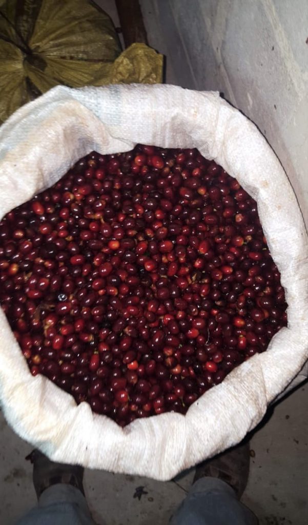finca el pinal coffee cherries