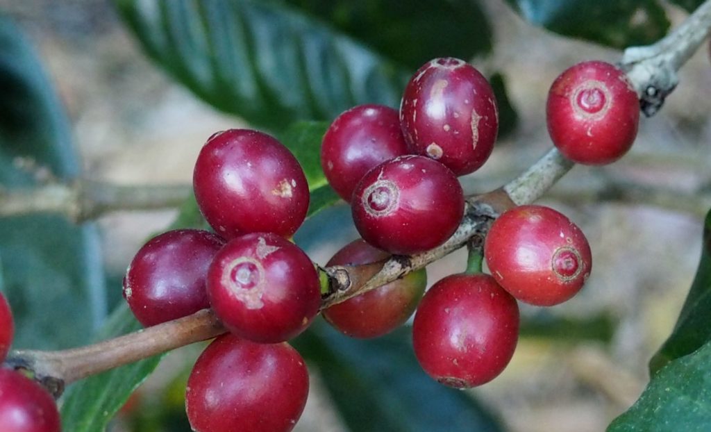 bosque coffee cherries