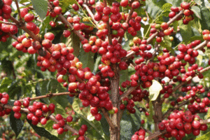 gichathaini coffee tree