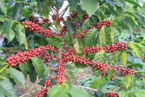 doi pangkhon coffee tree