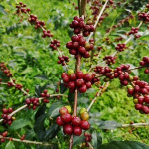 guji coffee tree