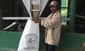 timor coffee worker