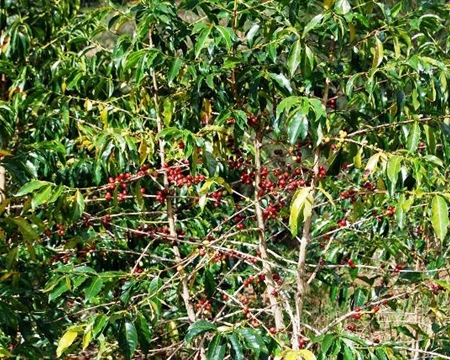 nebilyer valley coffee trees