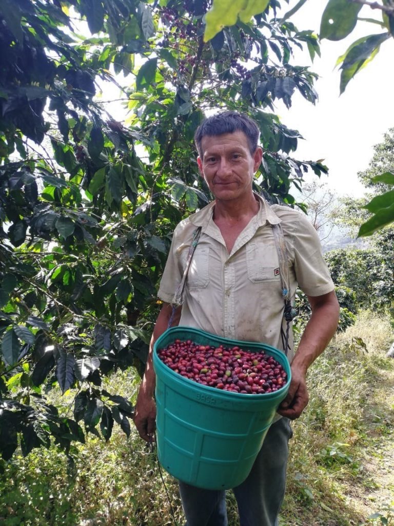 jumarp coffee harvesting