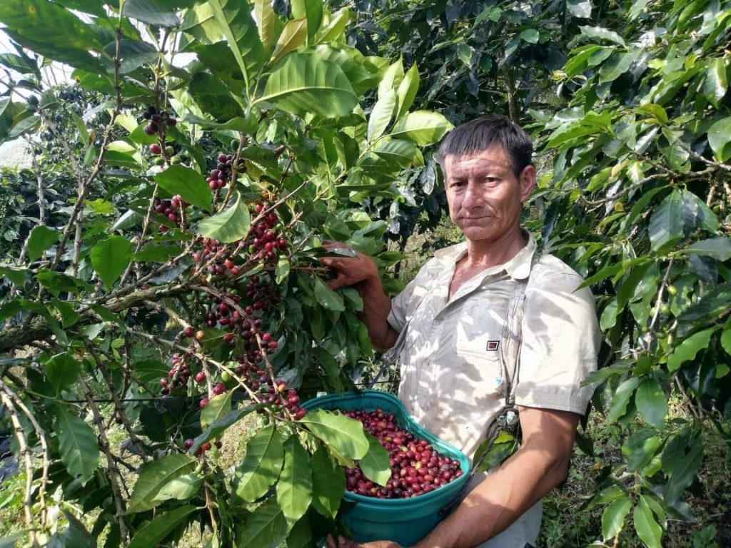 Peru Premium FTO Amazonas - JUMARP 85+ | Burman Coffee