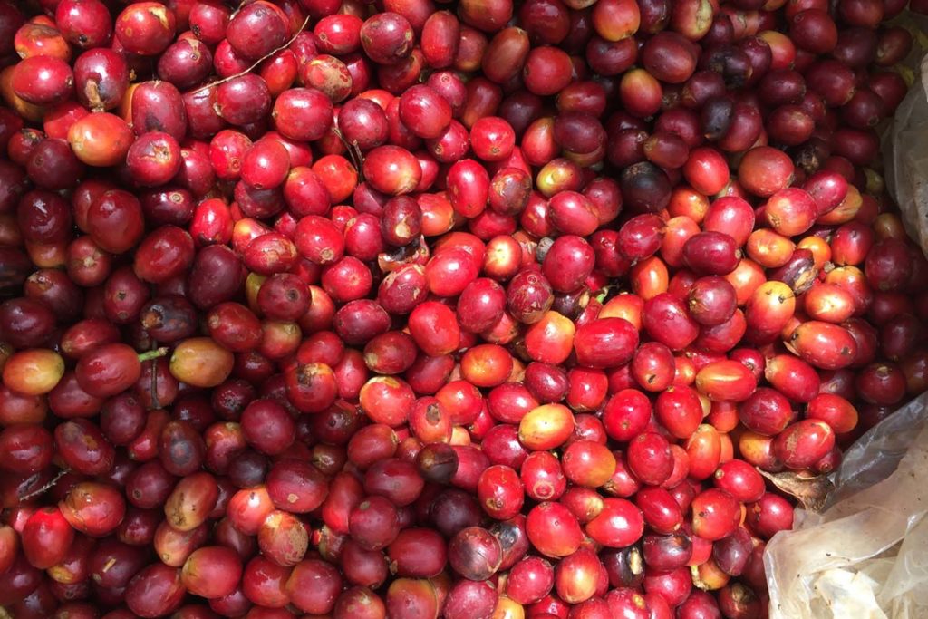 berlina coffee cherries