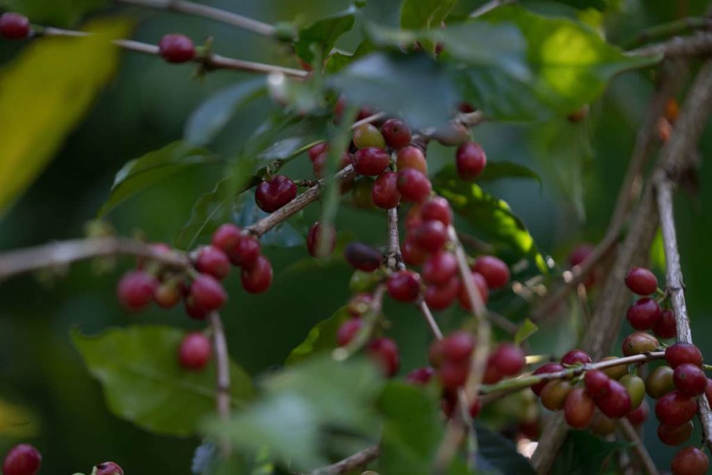 worka coffee cherries