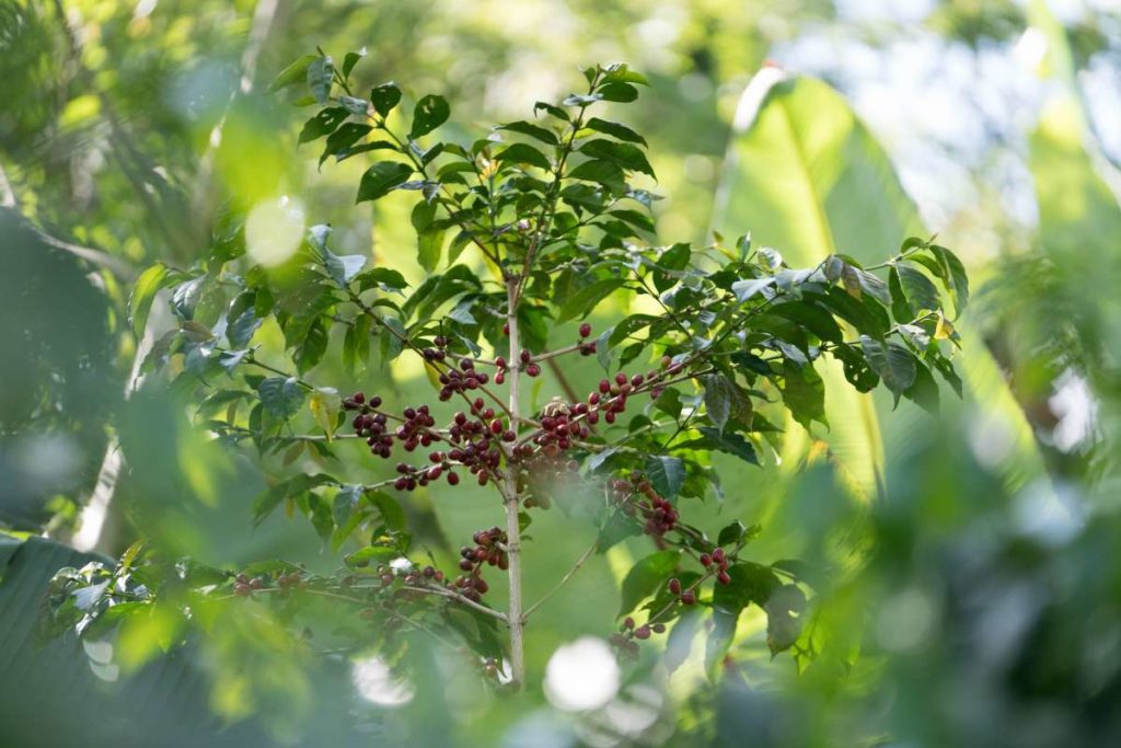 worka coffee tree with cherries