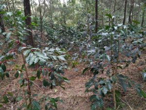cbs coffee saplings