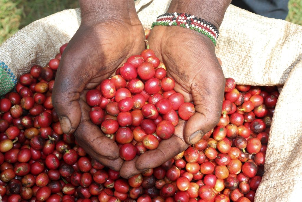 kenya coffee cherries