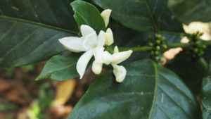 san marcos coffee flower