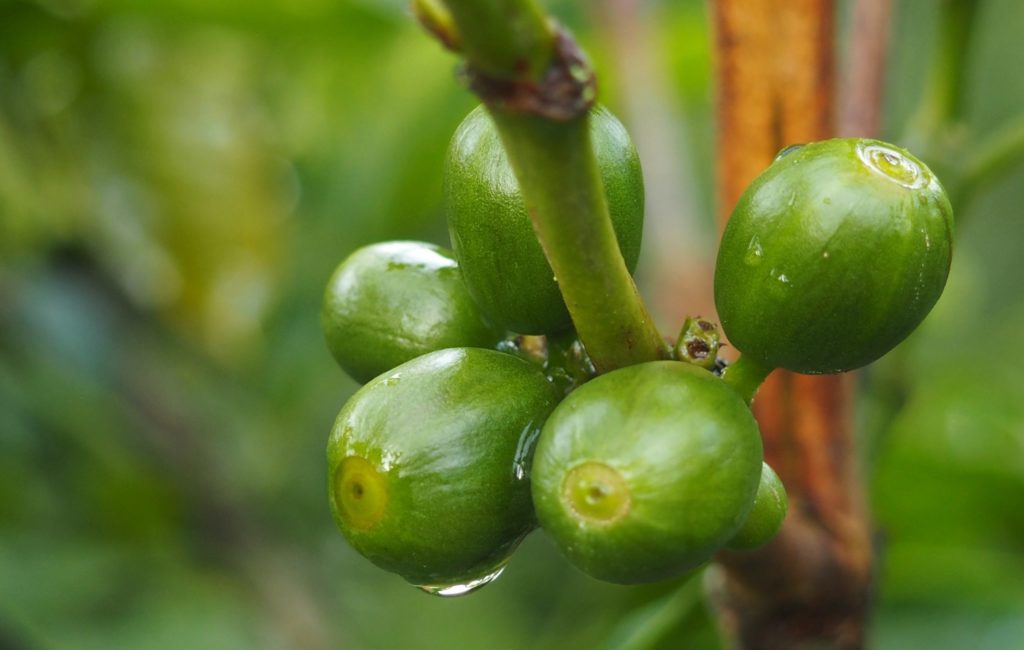 burundi coffee cherries