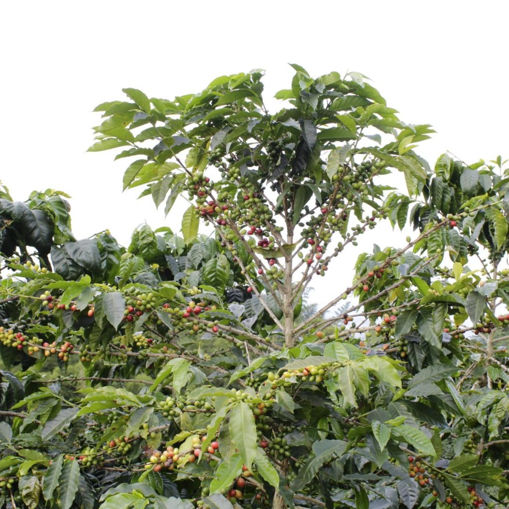 vergel coffee trees