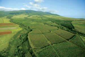 MauiGrown Fields