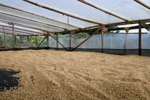 colombia coffee drying