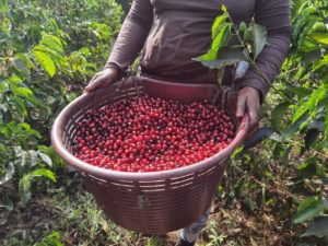 fabio ruiz coffee harvest