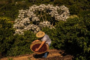 caparao coffee harvesting