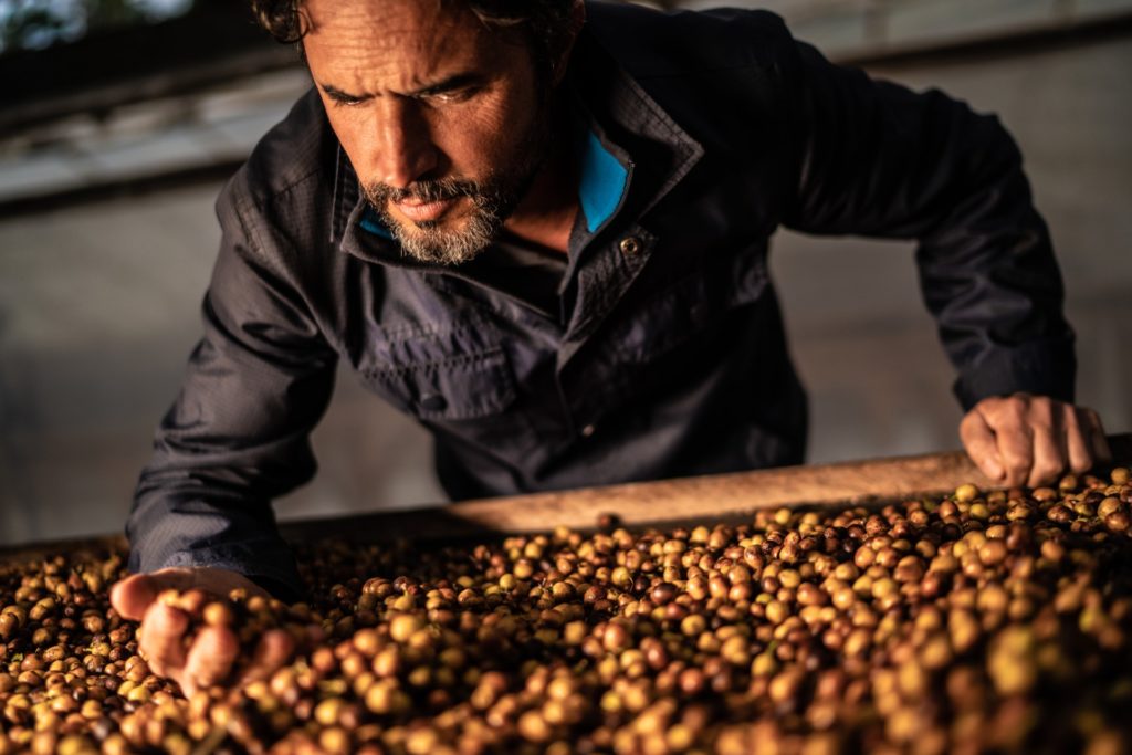 clayton inspecting coffee cherries