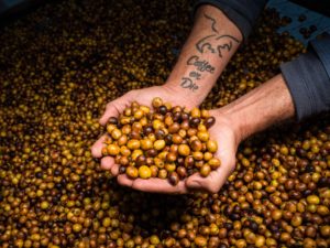 coffee cherries and tattoo