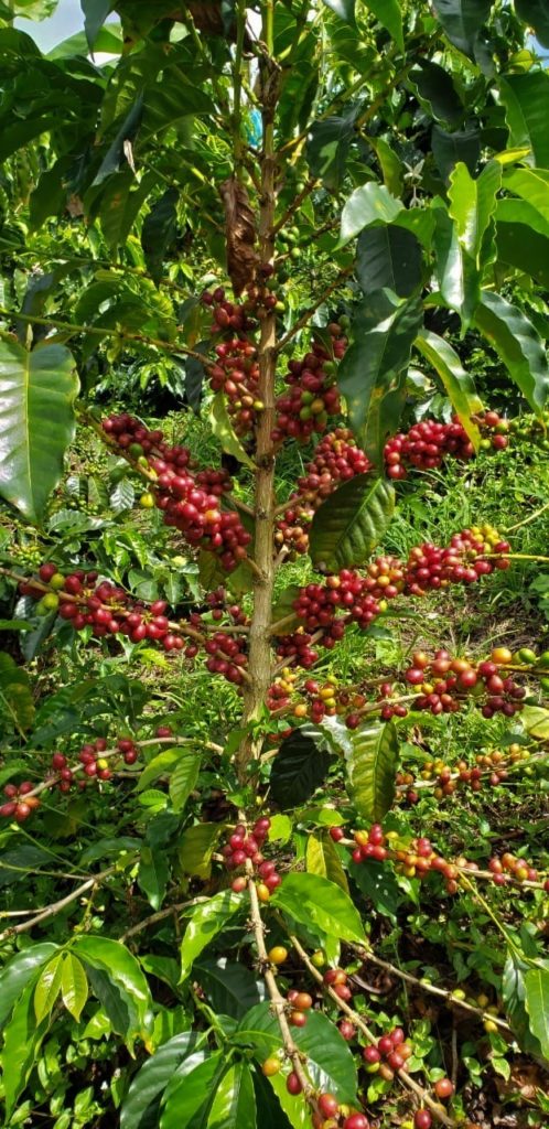 huilense coffee tree