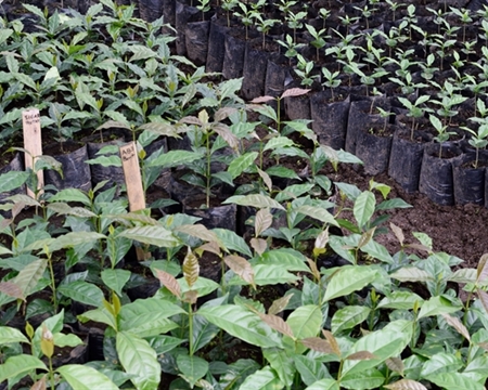 kpgla coffee seedlings