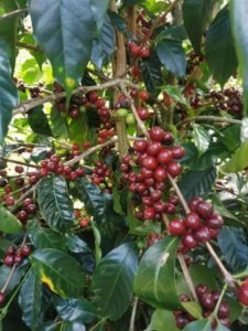La Florida Coffee Tree