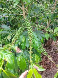 Corrego Capivara Coffee tree