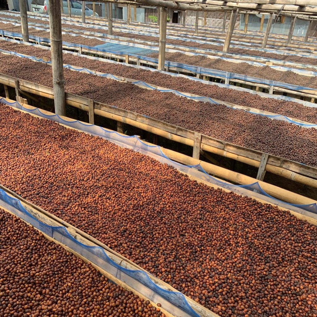 tuang coffee drying beds